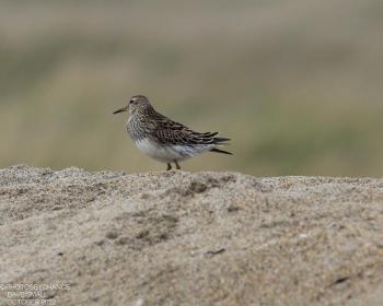 Pectoral sandpipers are one of a suite of shorebirds that travel from their Arctic breeding grounds to migratory stopover locations in Hudson and James Bays before leap-frogging over to the Maine coast before continuing on their way to South America. (Photo courtesy of David Small)
