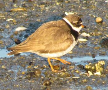 Semipalmated plovers are a familiar sight along the Maine coast in spring and fall migration. They breed across the Arctic and Subarctic regions. (Photo courtesy of Jeff Wells)