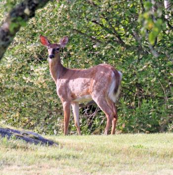 A morning encounter. STEVE EDWARDS/Boothbay Register