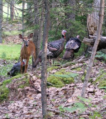 At two locations on the Boothbay peninsula in June, these deer — and subsequent photobombing strutters, aka, turkeys — were captured on camera. STEVE EDWARDS/Boothbay Register