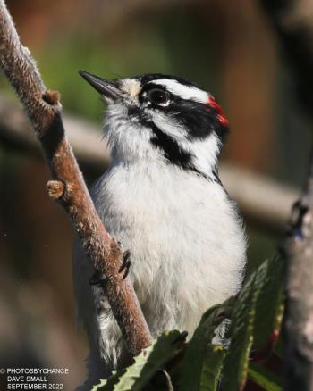 Downy Woodpeckers are one of the species we can almost always count on finding at bird feeders during a Christmas Bird Count in Maine. Courtesy of David Small
