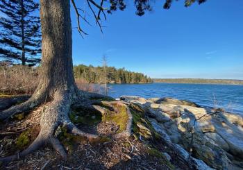 A weathered spruce tree stands at the tip of Feldspar Point at Plummer Point Preserve. Courtesy of Coastal Rivers