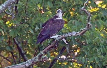 Breakfast? This osprey was spotted holding a fish in a tree near the newspaper office on Friday morning, Sept. 19 around 7. STEVE EDWARDS/Boothbay Register