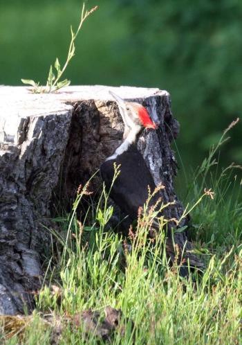 A piliated woodpecker. STEVE EDWARDS/Boothbay Register