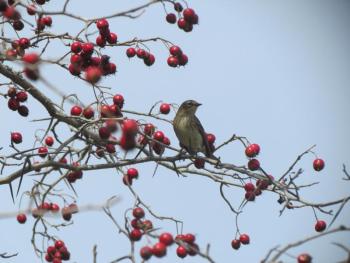 The yellow-rumped warbler is the most expected wintering warbler species in Maine. The species can subsist on natural fruits and berries during Maine's winters. Courtesy of Jeff Wells