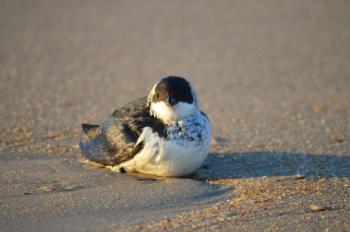 Dovekies sometimes appear onshore in a weakened state following intense storms. Photo courtesy of Cape Hatteras National Seashore.