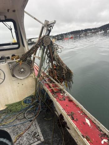 Hauling up ghost gear. Courtesy Emma Weed, Gulf of Maine Lobster Foundation