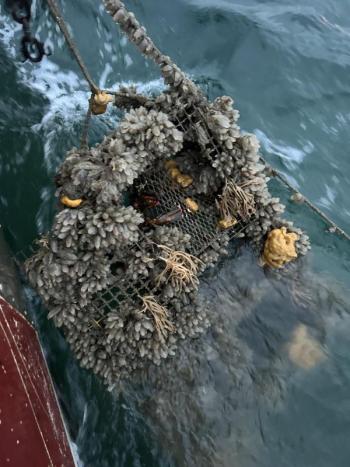Barnacles and other growth can accumulate on derelict gear. Courtesy Emma Weed, Gulf of Maine Lobster Founation