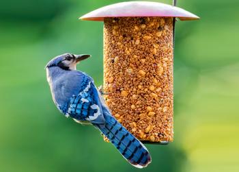 Jay on feeder, photo by Caleigh Waldman. Order your bird seed and support your birds this spring and summer. Courtesy photo