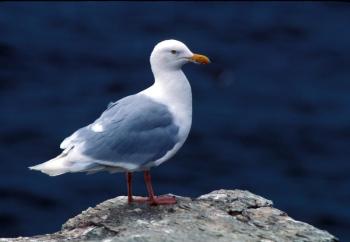 While some glaucous gulls that nest in the central Arctic move south to our area each winter, a larger number of them go east to Greenland or west to Russia. Photo by Art Sowls, courtesy of USFWS.