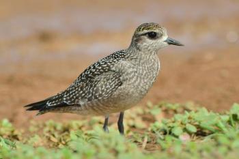 American golden-plovers nest in the Arctic and sub-Arctic of Alaska and Canada, and but instead of heading straight south they head to the East Coast before departing across the ocean for their southern South American wintering grounds. Photo courtesy of Michiel Oversteegen. 