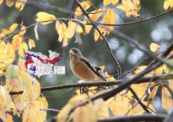 Evening Grosbeak with Breeding Bird Survey Trend Map. Red colors on the map indicate areas of decline and blue areas of increase. (Credit: Mikey Lutmerding, USGS Eastern Ecological Science Center. Public domain.)