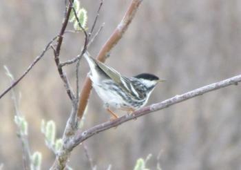 Blackpoll warblers migrate north in spring from their northern South American wintering grounds, arriving in our area in late May. They are an abundant nesting bird in the Seal River Watershed of northern Manitoba. Photo courtesy of Jeff Wells. 