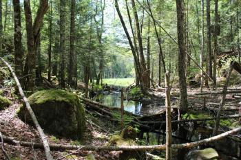 Hart Woods protects over 65 acres of freshwater wetlands, supporting both the Pemaquid and Medomak River watersheds. Courtesy of Coastal Rivers