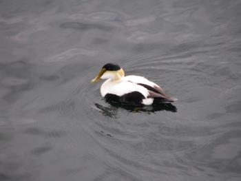 When you see a common eider on the Maine coast, have you ever considered the name "eider" comes from the Old Norse language? Photo courtesy of Jeff Wells. 