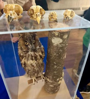 An exhibit of owl skulls and a stuffed great horn owl, part of the “Owls of Maine” program offered by Chewonki’s Center for Environmental Education in Thomaston April 22. Photo by Char Corbett of Healthy Kids