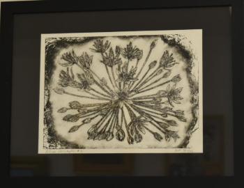Gene Frey - "Allium Christophii" - Drypoint