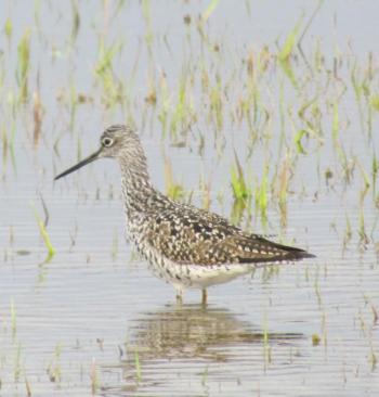 Both greater yellowlegs, like the one in this photo, and its close relative the lesser yellowlegs, can be found in the Seal River Watershed of northern Manitoba - and also here in Maine. Photo courtesy of Jeff Wells.