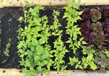 Courtesy of Shawn Gallagher. 