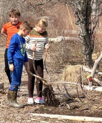 Students pull up kale stalks from last season. Courtesy of Shawn Gallagher. 
