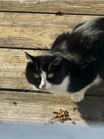 Blakeley (aka Queen)