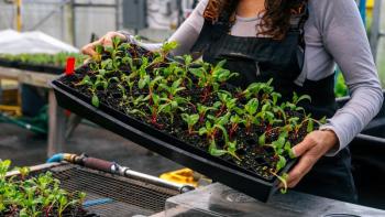 A tray of starter plants. Courtesy photo