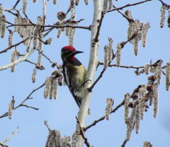 One of only two migratory woodpecker species in eastern North America, the yellow-bellied sapsucker begins arriving in Maine in April. (If you're wondering, the other migratory woodpecker in the eastern U.S. is the northern flicker.) Photo courtesy of Jeff Wells.
