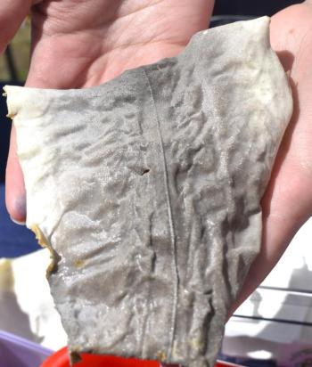 LISA KRISTOFF/Boothbay Register