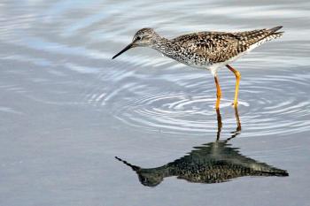 A lesser yellowlegs made a 48-hour nonstop flight from Panama to Louisiana over the weekend. The authors eagerly awaited satellite-tracked updates as Cholao 2 made its way across the ocean.  Courtesy of USFWS public domain