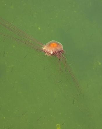 A large Lion's Mane jellyfish was spotted in Boothbay Harbor May 26. Courtesy of Cricket Klein