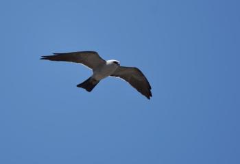 Looking like a small, graceful falcon in flight, the Mississippi kite is adept at soaring north on warm spring days. Photo by Andy Reago & Chrissy McClarren, courtesy Wikimedia Commons.