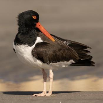 American oystercatchers use that thick orange bill to probe into the open shells of living oysters, mussels, and clams to quickly snip the muscle that holds the shells together, making the shellfish an easy meal. Photo by Chuck Homler d/b/a Focus On Wildlife, courtesy Wikimedia Commons.