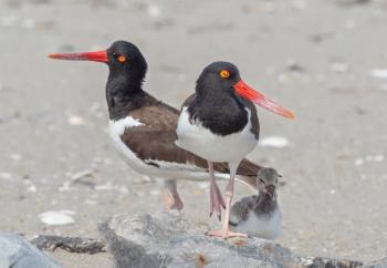 This American oystercatcher pair with chick bred in coastal New York State. The species nested in Maine for the first time in the late 1990s and now are rare to uncommon breeders along much of the Maine coast. Photo by Rhododendrites, courtesy of Wikimedia Commons.
