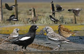 Lark buntings are very rarely detected in Maine. This graphic, from the "Crossley ID Guide to Eastern Birds," shows males, females, and immature birds in their typical rangeland habitat in the Midwest. A female-plumaged bird was found and photographed as it fed on dandelion seeds at the Bar Harbor Airport on June 1. (Image by Richard Crossley, courtesy Wikimedia Commons.)
