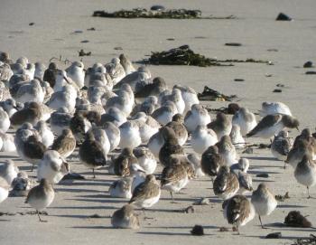 Shorebirds, like these dunlin and sanderlings on the beach in Biddeford Pool, grab quick naps during migration, as some of these are doing. (Photo courtesy of Jeff and Allison Wells)