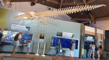 WHALE skeletion 