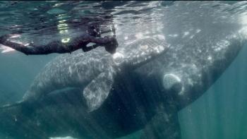 Filmmaker Cheryl Dean close to mom and calf in a scene from the documentary  “The Right Whale: Tales of Resilience and Hope," screening at the Harbor Theater July 26. Courtesy of the theater and documentary filmmakers