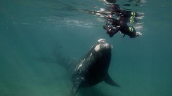 Calf looking up at Cheryl Dean. Courtesy of the Harbor Theater and filmmakers