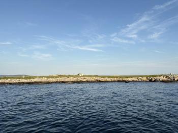 The low-lying island of Eastern Egg Rock, where, thanks to the efforts of Dr. Steve Kress and National Audubon's Seabird Institute, Atlantic puffins now once again breed in abundance, along with a cacophony of terns. Photo courtesy of Jeff Wells.