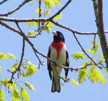 The term "rose" to describe the color on the breast of the rose-breasted grosbeak is among the more unusual of the color terms used in bird names. Photo courtesy of Jeff Wells.