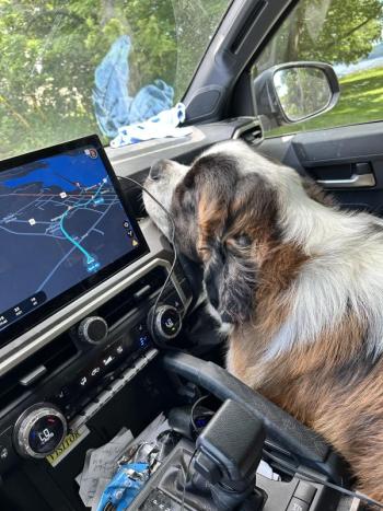 Tank, Kip’s faithful co-pilot on her adventures. 