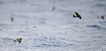 Adding to the adventure: spying Wilson's storm-petrels from the Hardy Boat on the way out to Eastern Egg Rock as well as on the way back to New Harbor. Photo by lwolfartist couresty of Wikimedia Commons