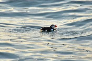 There are few activities as enjoyable as watching puffins off the coast of Maine on a hot summer evening, especially with members of the Natural Resources Council of Maine. (B Comeau/NRCM)
