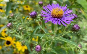 The plant sale on Aug. 22 will feature a wide selection of native and beneficial plant species grown specifically to thrive in Maine’s climate while supporting local pollinators, birds, and beneficial insects.