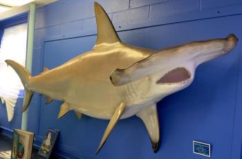 This hammerhead shark is included in the Gulf of Maine Display at Maine State Aquarium. File photo