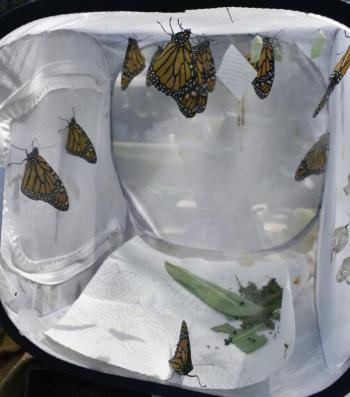 New monarchs for Pollination Station. No one can resist Pollination Station's Willow Moon, an Eastern Screech Owl. LISA KRISTOFF/Boothbay Register  