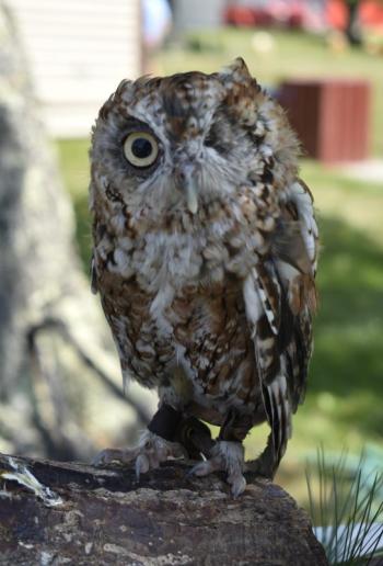 No one can resist Pollination Station's Willow Moon, an Eastern Screech Owl. LISA KRISTOFF/Boothbay Register  