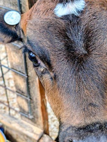 Cow Spa