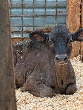 Cow Spa