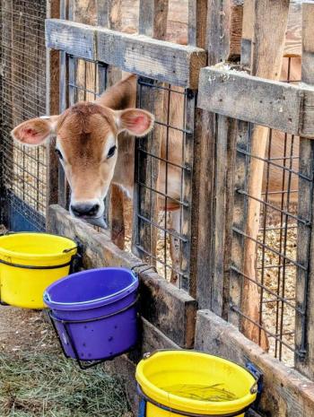 Cow Spa